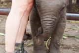 Všechny děti rády rozvazují tkaničky, obzvlášť když jsou na chvíli z dohledu mámy. Kousek od Ayutthaye ve středním Thajsku je Slon Kraal Pavilion Dokonce se tam ke slonům, na rozdíl od spousty turistických pastí, chovají celkem mile.