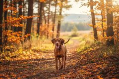 7 tipů, kam vyrazit na zimní výlet nebo procházku se psem