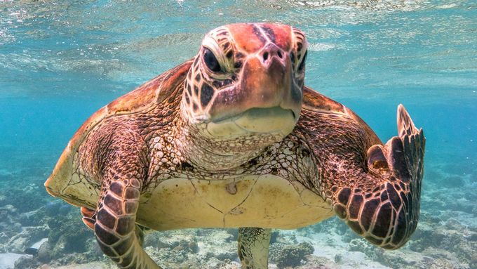 Veselé fotky zvířat: Neslušné gesto želváka Terryho vyhrálo hlavní cenu