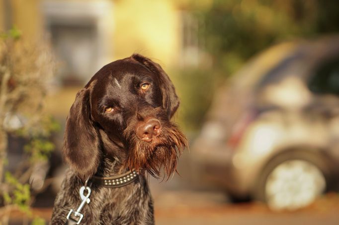 Comedy Pet Photo Awards 2024