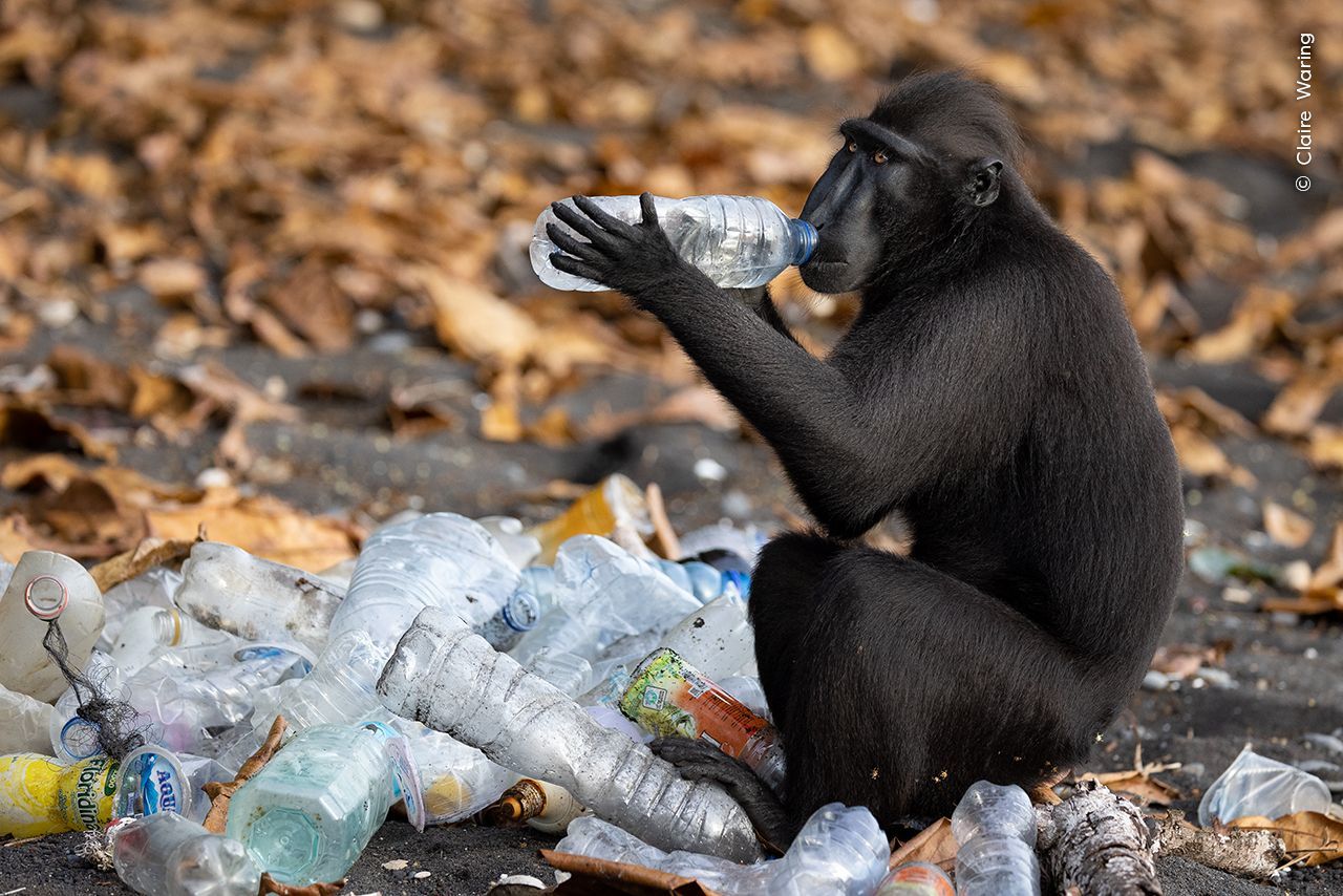 Wildlife Photographer of the Year 2023. Snímky nominované na cenu veřejnosti People Choice Award