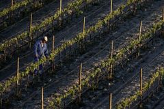 Mráz ničí vinohrady na jižní Moravě, škody jsou ve stovkách milionů korun