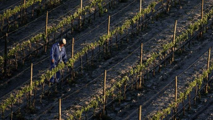 Portugalský vinař kontroluje své rostliny.