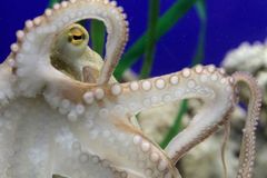 Německo má novou věšteckou chobotnici, zase je to Paul