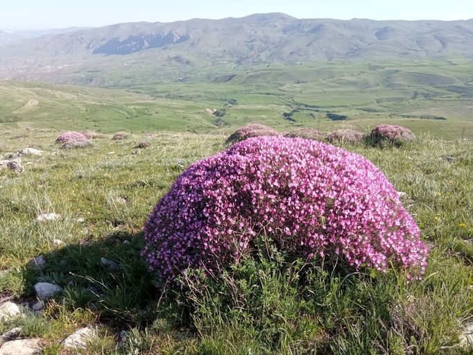 Vičenec Onobrychis cornuta - typická bylina, která roste v arménských stepích.