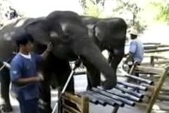 Video: V Thajsku mají sloní orchestr, nahrál již tři alba