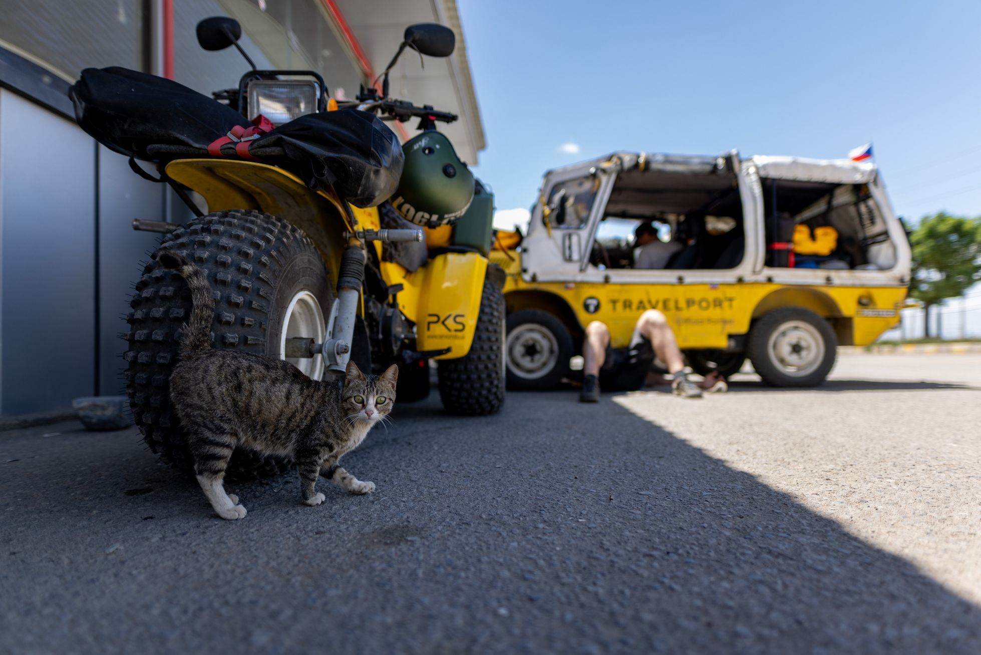 žlutá žába irán O7