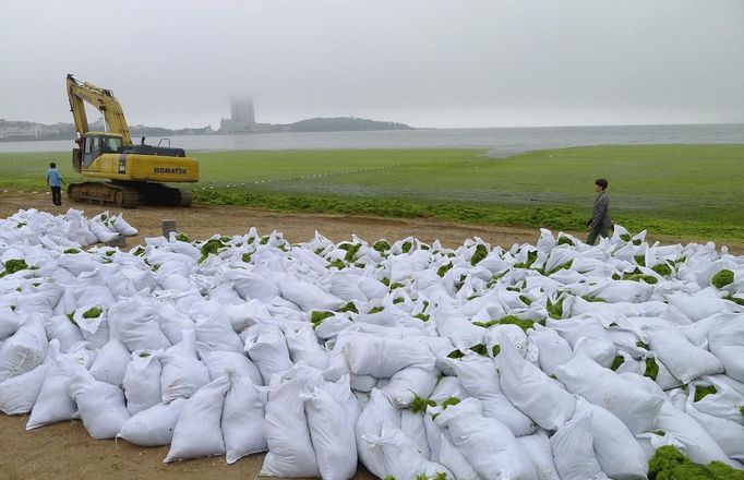 A woman walks past sacks of algae collected from the algae-covered coastline of Qingdao, in Shandong province, July 4, 2013. Picture taken July 4, 2013. REUTERS/China Daily (CHINA - Tags: ENVIRONMENT) CHINA OUT. NO COMMERCIAL OR EDITORIAL SALES IN CHINA Published: Čec. 5, 2013, 9:21 dop.