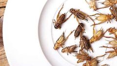 Jídlo cvrčci hmyz