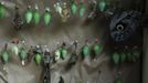 Cocoons of butterflies are seen in Butterfly Garden in La Guacima, northwest of San Jose, May 14, 2012. According to the owner Joris Brinkerhoff, who is from the U.S and has more than 29-years of experience dedicated to the export of butterfly cocoons, more than 80,000 cocoons of 70 different species are exported every month from Costa Rica to Europe, Asia, Canada, Mexico and the United States, with prices of the cocoons ranging from $3 to $10 each. REUTERS/Juan Carlos Ulate (COSTA RICA - Tags: BUSINESS SOCIETY ANIMALS) Published: Kvě. 15, 2012, 5:02 dop.