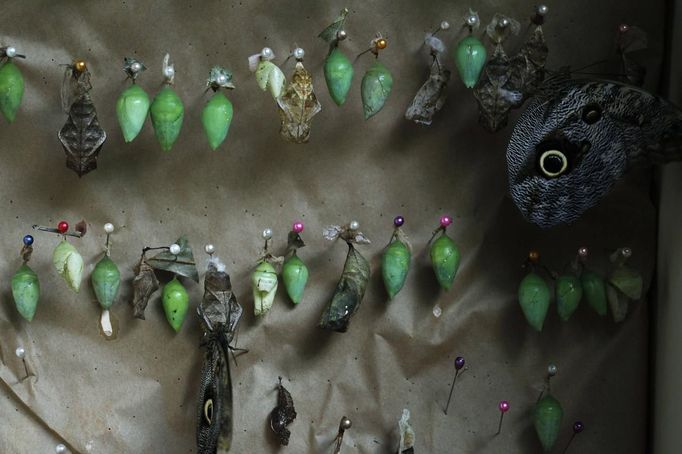 Cocoons of butterflies are seen in Butterfly Garden in La Guacima, northwest of San Jose, May 14, 2012. According to the owner Joris Brinkerhoff, who is from the U.S and has more than 29-years of experience dedicated to the export of butterfly cocoons, more than 80,000 cocoons of 70 different species are exported every month from Costa Rica to Europe, Asia, Canada, Mexico and the United States, with prices of the cocoons ranging from $3 to $10 each. REUTERS/Juan Carlos Ulate (COSTA RICA - Tags: BUSINESS SOCIETY ANIMALS) Published: Kvě. 15, 2012, 5:02 dop.