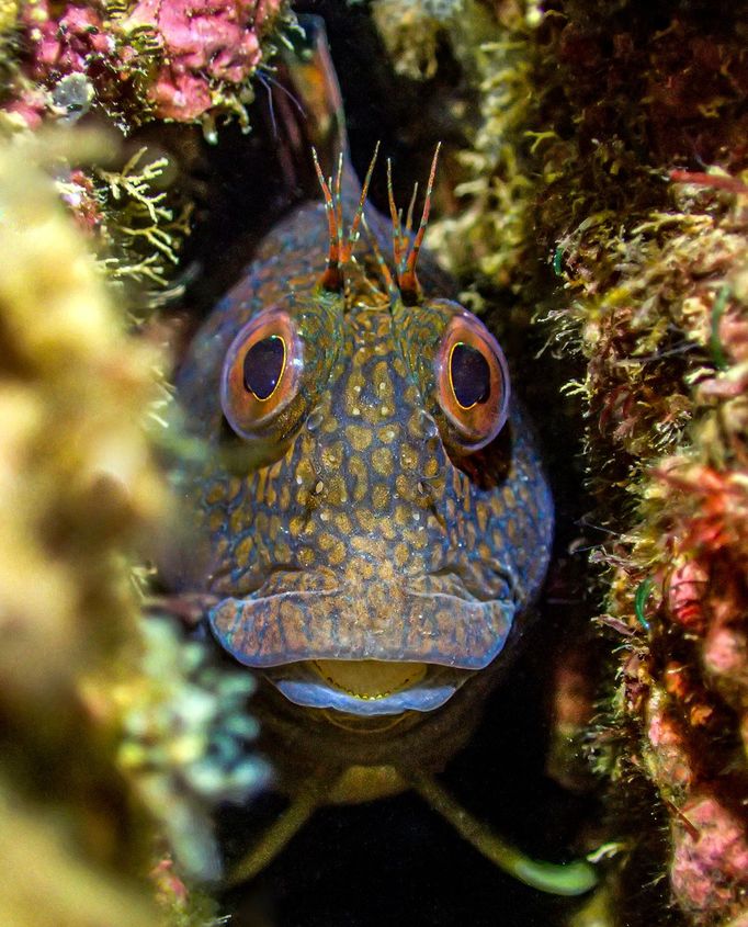 Vítězné fotografie ze soutěže Underwater Photographer of the Year 2023