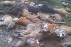 Desítky lvů a tygrů vyděsily město, všechny postříleli