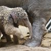 První slůně v pražské zoo