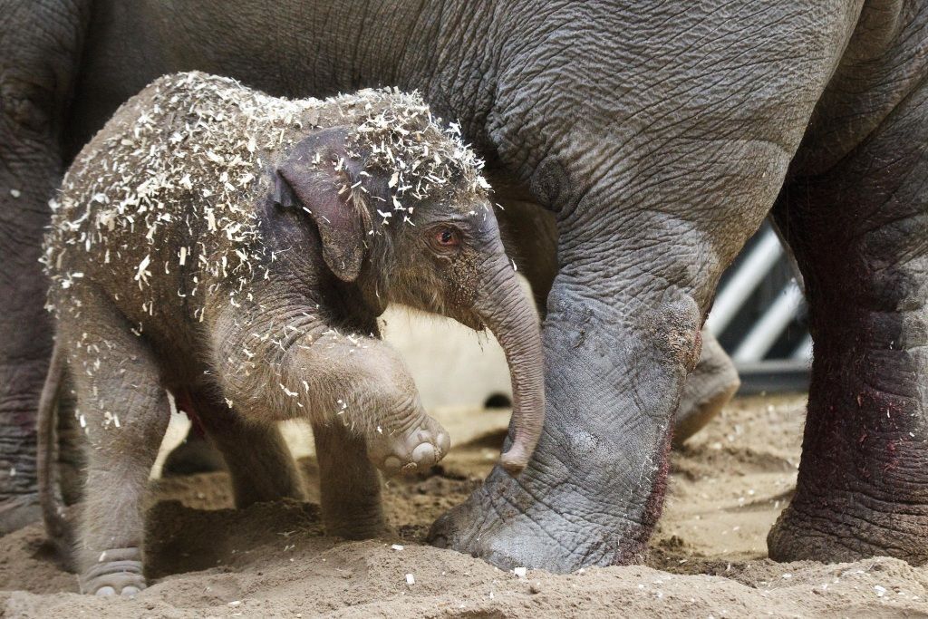 První slůně v pražské zoo