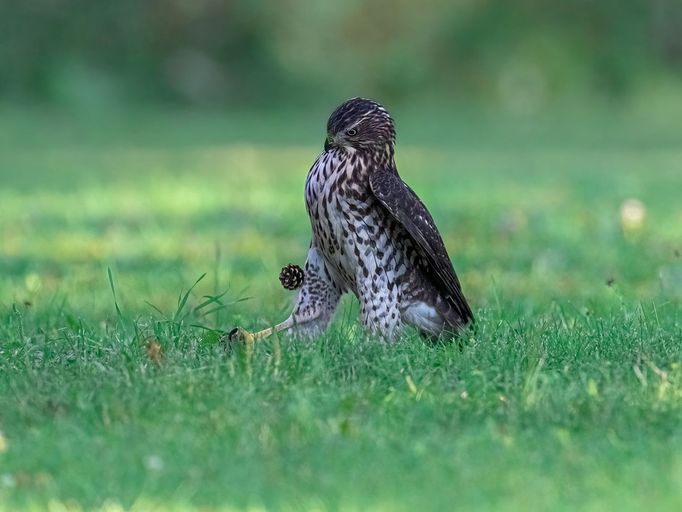 Vítězové soutěže Comedy Wildlife Photography Awards 2022