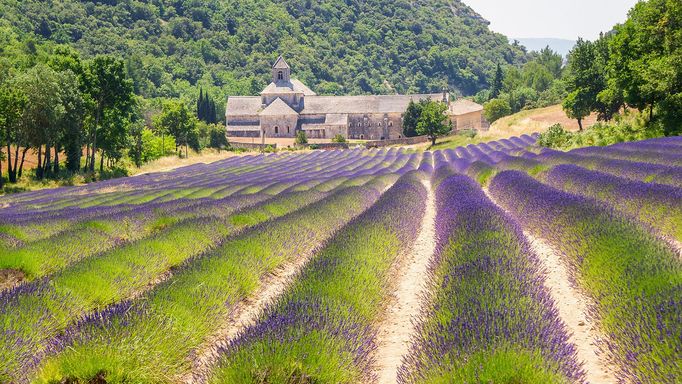 Levandulová pole v Provence