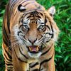 Zoo, Praha, tygr sumaterský, Velká Británie, Achilles