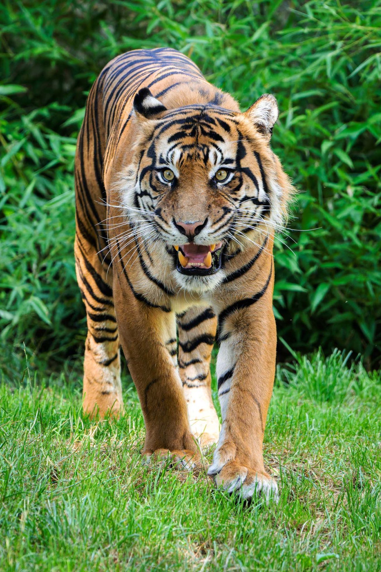 Zoo, Praha, tygr sumaterský, Velká Británie, Achilles