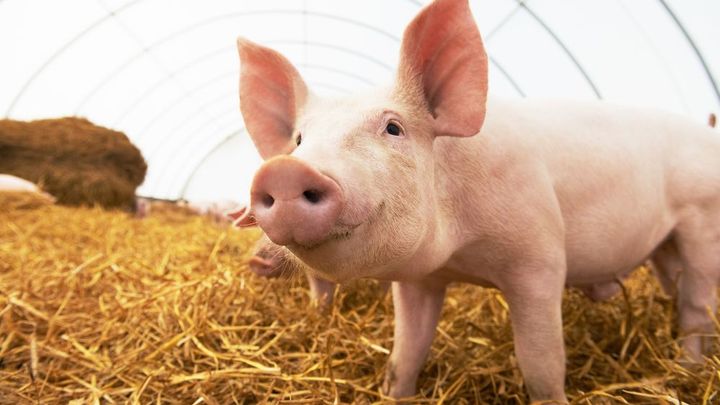 Čínští vědci objevili nový nebezpečný virus, je blízký prasečí chřipce