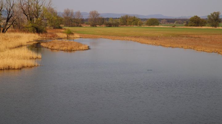 Vědci našli na Hodonínsku brouka dřepčíka, v Česku byl považován za vyhynulého