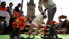 Drezura králíků v Praze