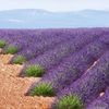 Levandulová pole v Provence, Jižní Francie