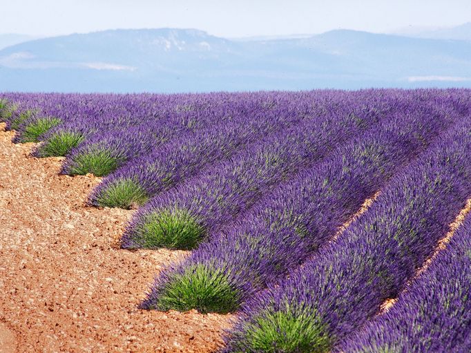 Levandulová pole v Provence, Jižní Francie