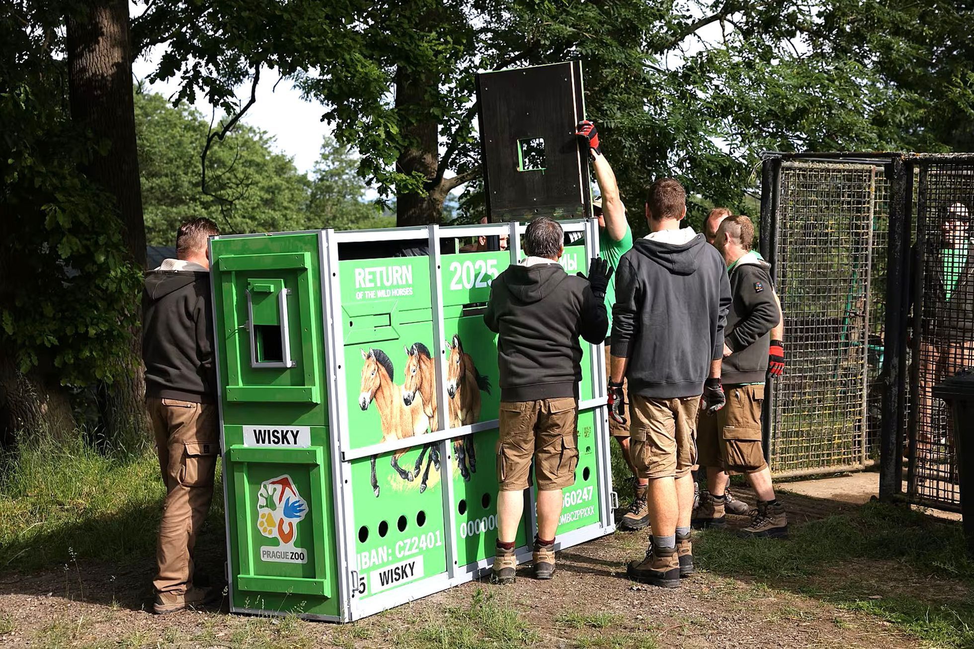 kůň Převalského, ZOO Praha, trnasport, záchrana , Kazachstán
