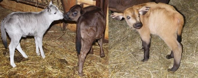 Tři telátka, která se v ZOO Dvůr Králové narodila během února, připomínají svou barvou medaile - zlatou, stříbrnou a bronzovou. Zlaté je mládě buvola pralesního, stříbrná a bronzová jsou telátka skotu dahome. Návštěvníci si mohou kompletní sadu "medailí"prohlédnout. Všechna tři mláďata totiž chodí se svými matkami do výběhů.