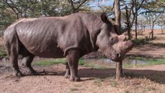 Čeští nosorožci v Africe