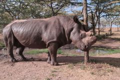 Pytláci loni v JAR zabili přes tisícovku nosorožců. Celkem jich v zemi žije jen 20 tisíc