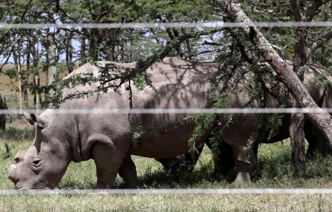 Díváte se na dvacetiletou Najin ve výběhu rezervace Ol Pejeta.