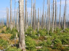 Bezzásahové zóny nedaleko Trojmezenského pralesa, kde stromy kdysi poničil kůrovec a byly ponechány samovolnému vývoji, se samy obnovují.