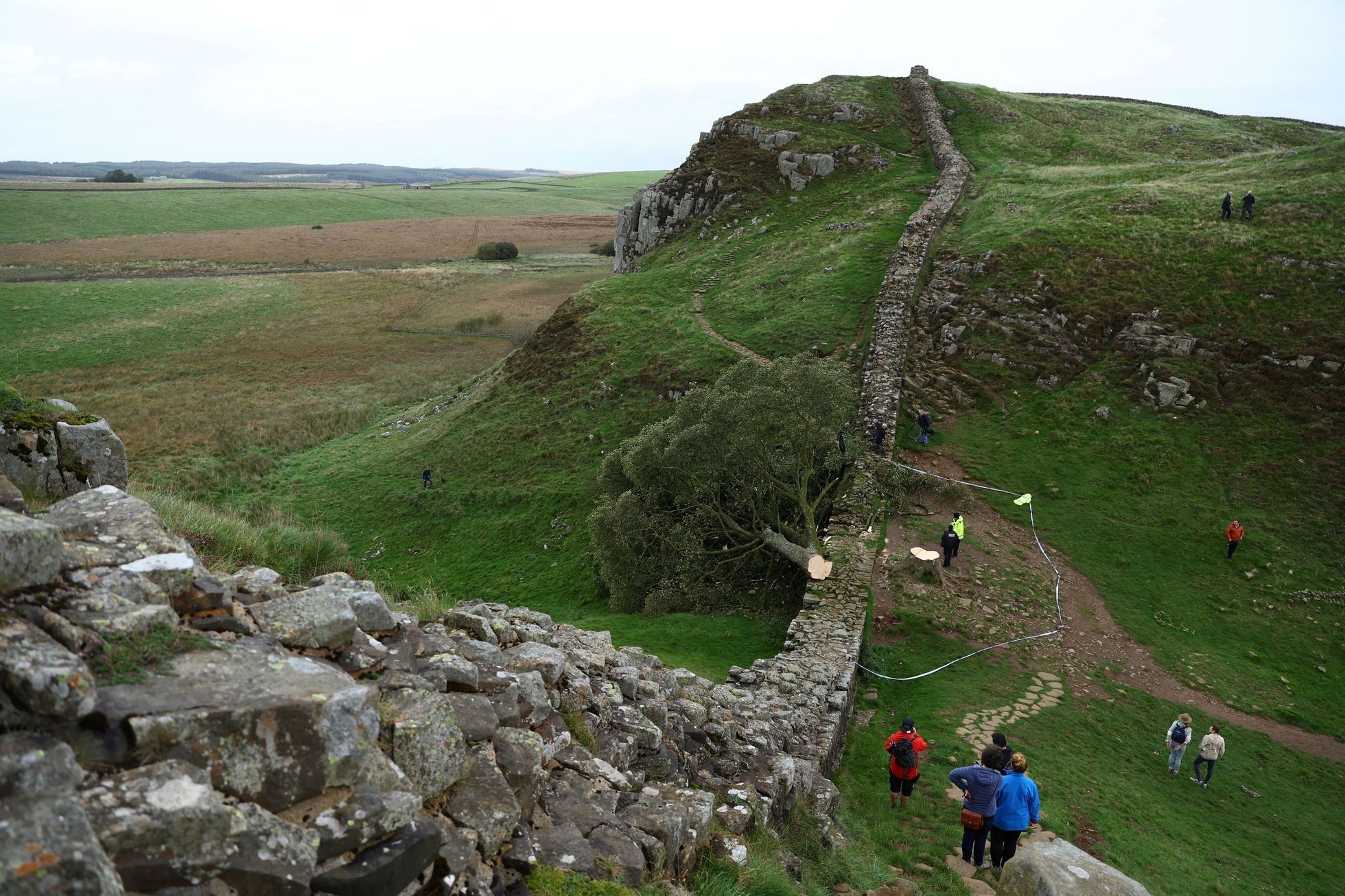 Sycamore gap, strom, Anglie