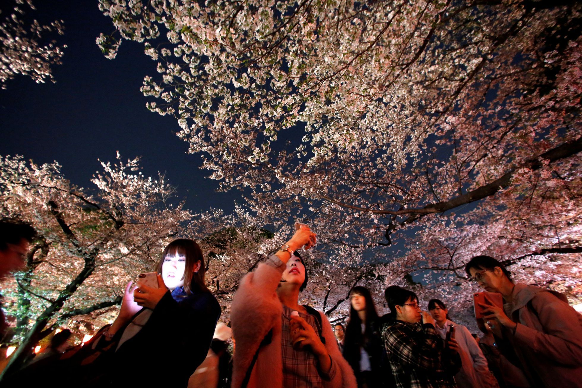 Hanami, Japonsko