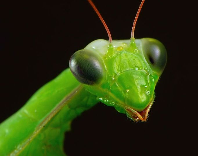 Mantis Religiosa