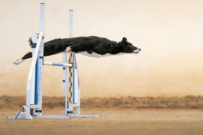 Francesco Junior Mura (Itálie): Jako Bagheera. Snímek z kynologického sportu agility.