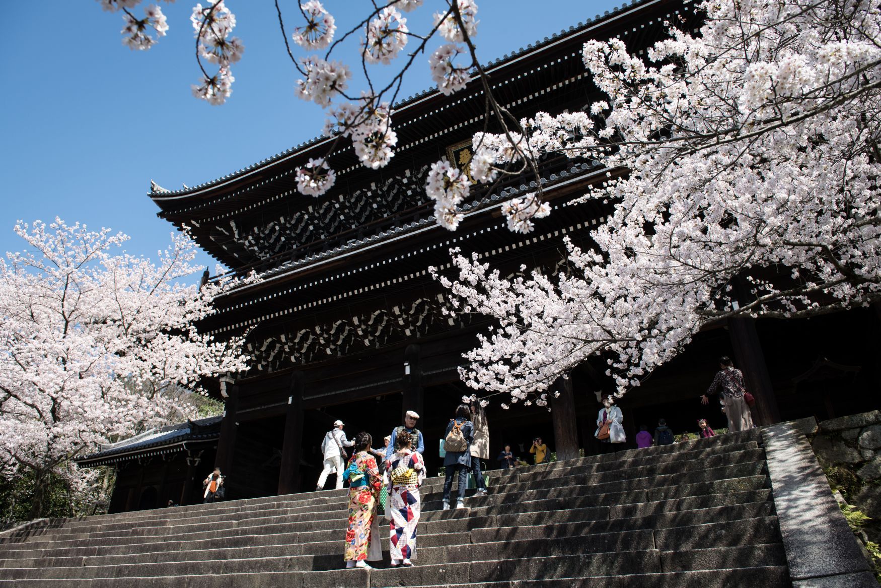 Hanami, Japonsko