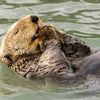 Finalisté soutěže Nikon Comedy Wildlife Awards 2024