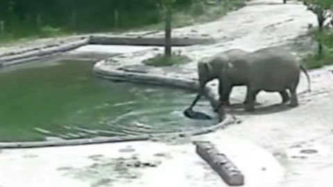 Dospělí sloni zachraňovali topící se slůně. Teď ho prý učí plavat