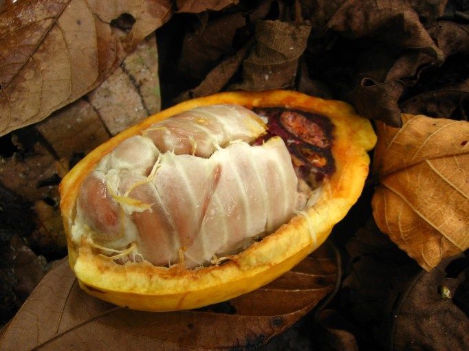 Kakaový lusk