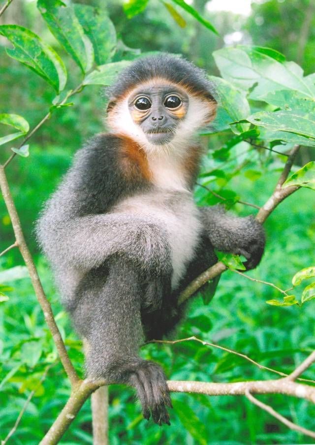 Kočkodanovitá opice: langur šedonohý