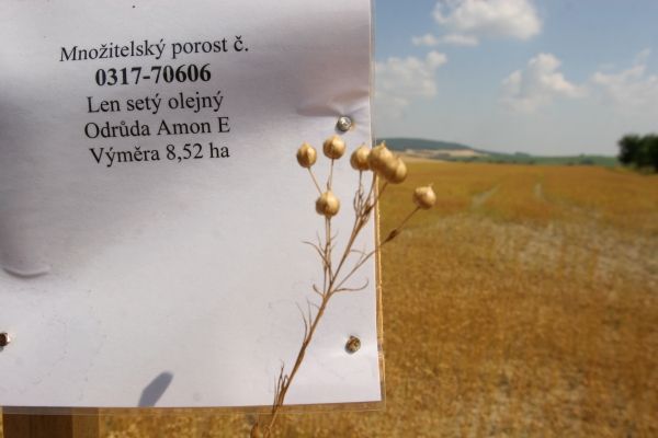 Žně na Hané