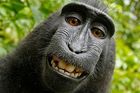 Opici nepatří autorská práva k fotografii, i když ji pořídila. Rozhodl o tom americký soud