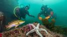 Vítězové soutěže Underwater Photographer of the Year 2024