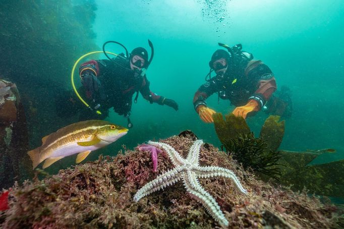 Vítězové soutěže Underwater Photographer of the Year 2024