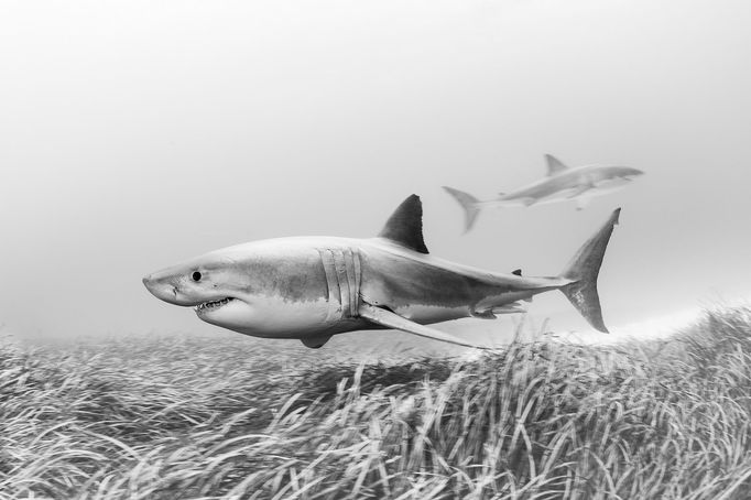 Vítězové soutěže Underwater Photographer of the Year 2024