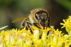 Včely vymírají. Pěstujte květiny místo obilí, říká Brit