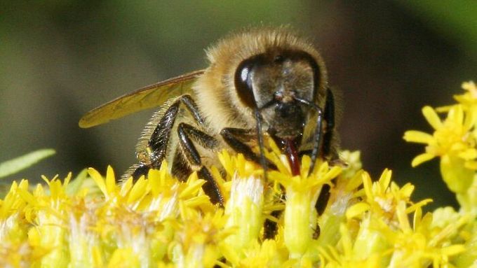 Včely pomáhají Japoncům bránit hnízda vzácných rybáků.
